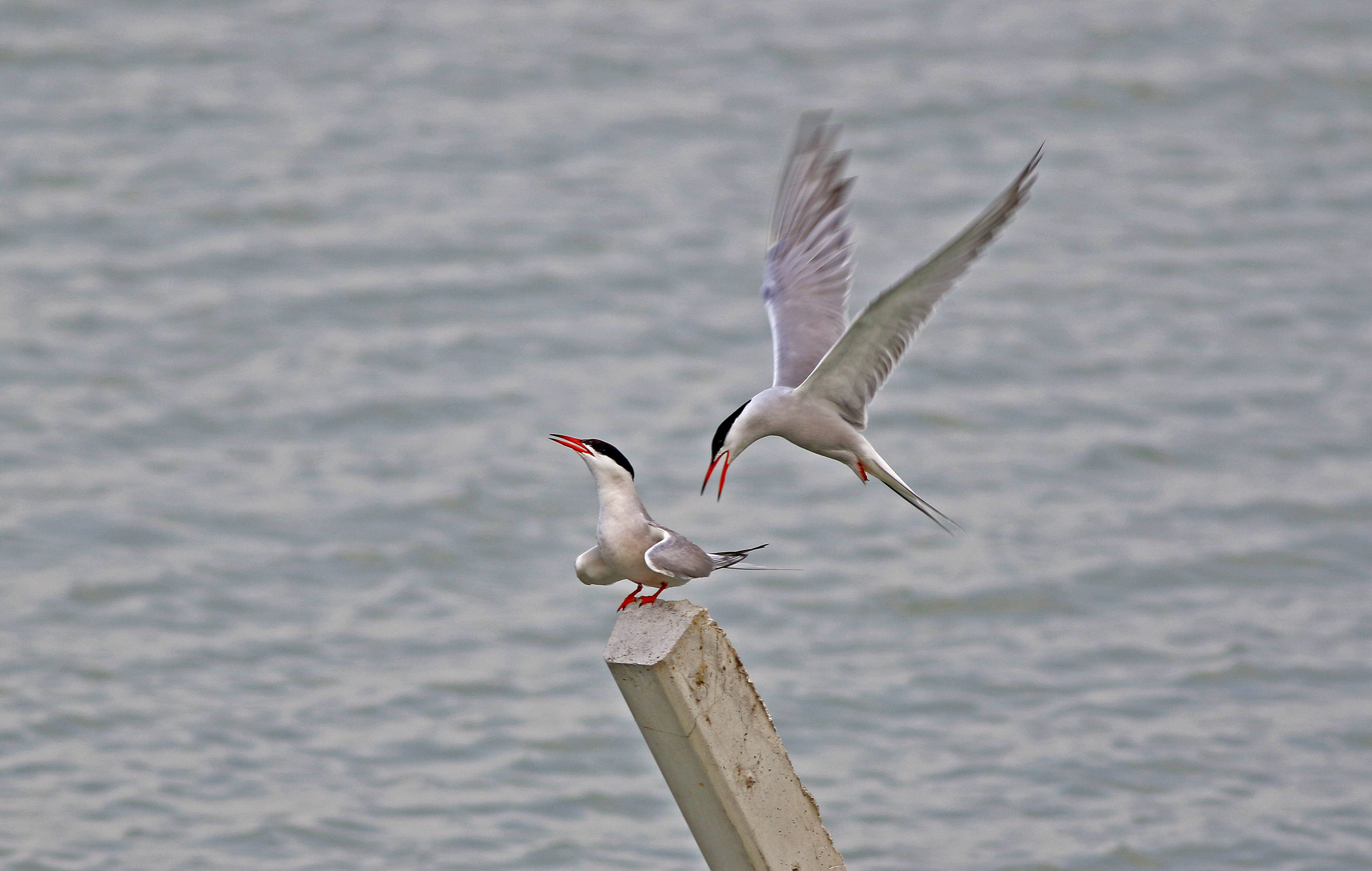Common Tern