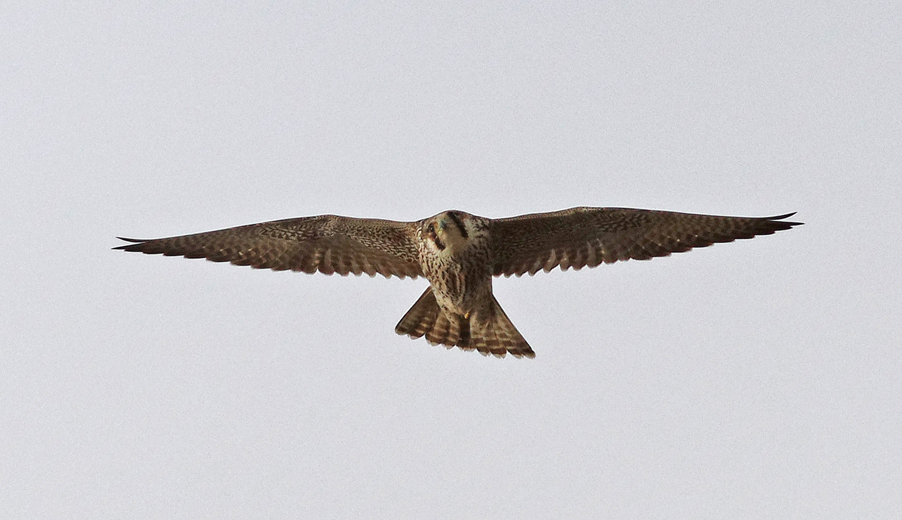 Lanner Falcon