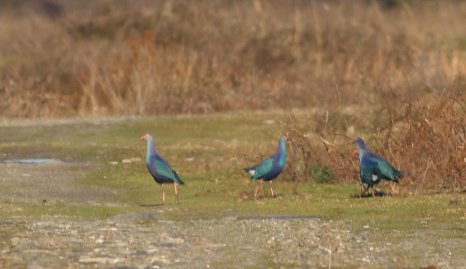 Western Swamphen