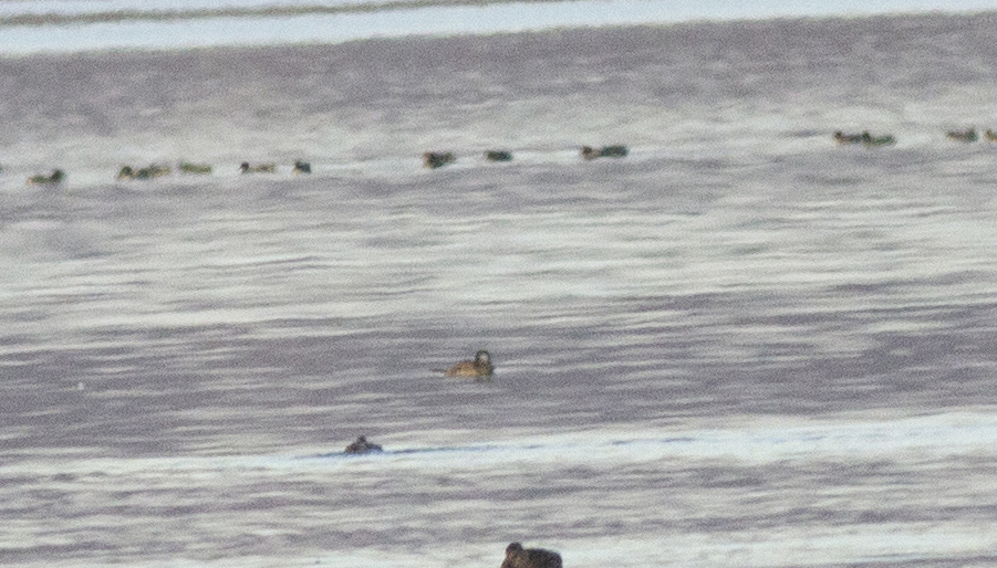 White-headed Duck