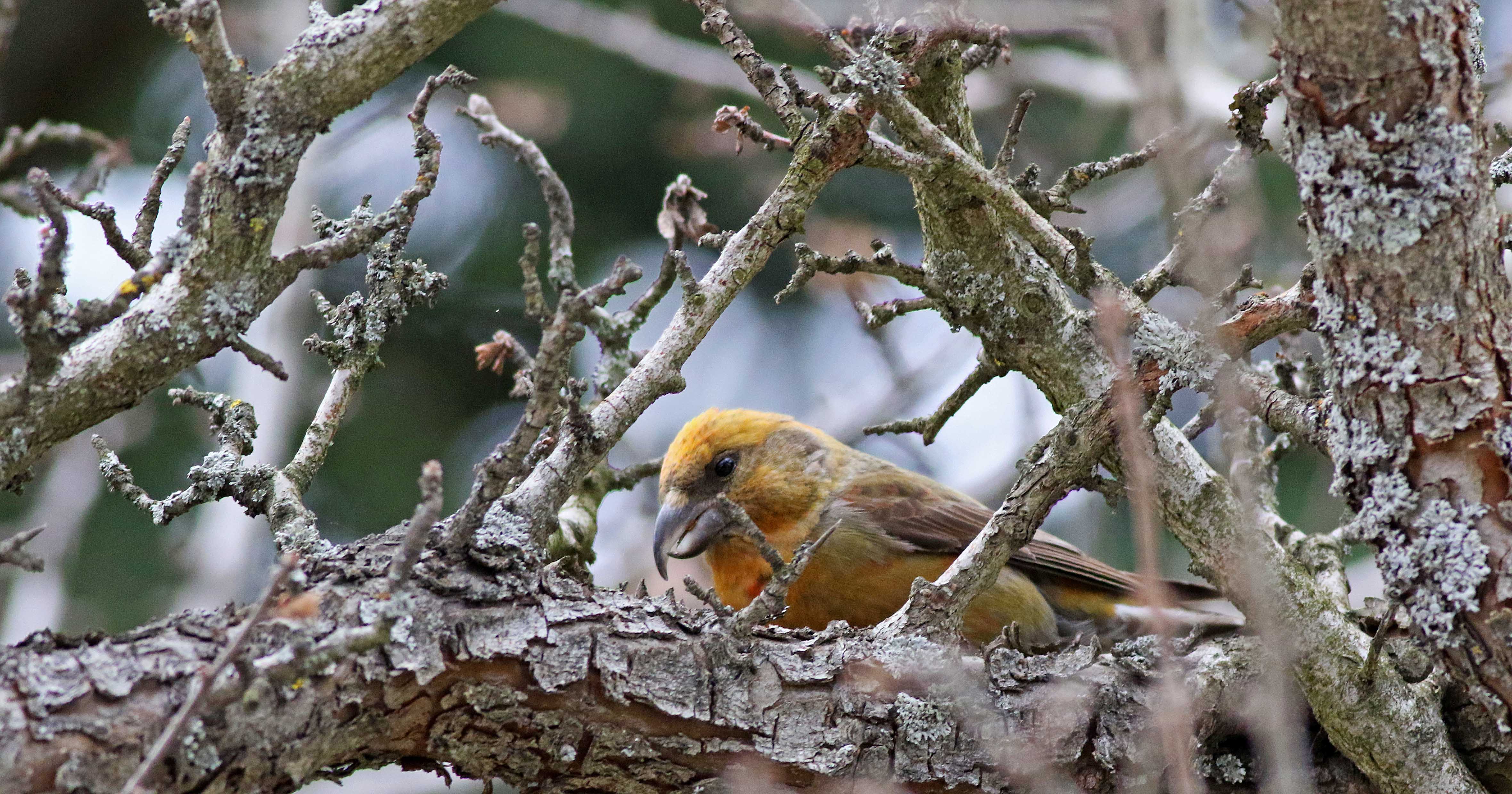 Red Crossbill