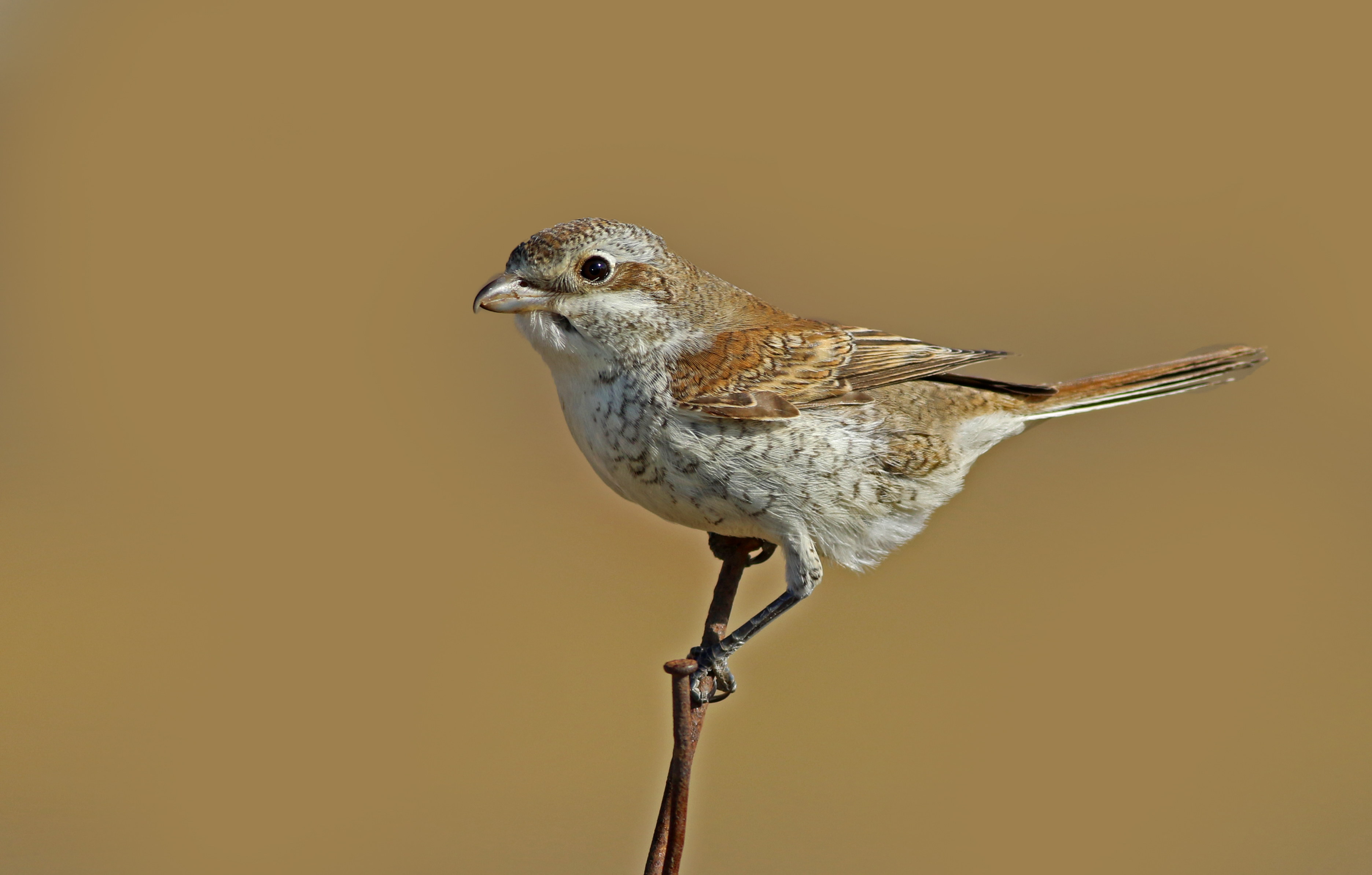Red-backed Shrike