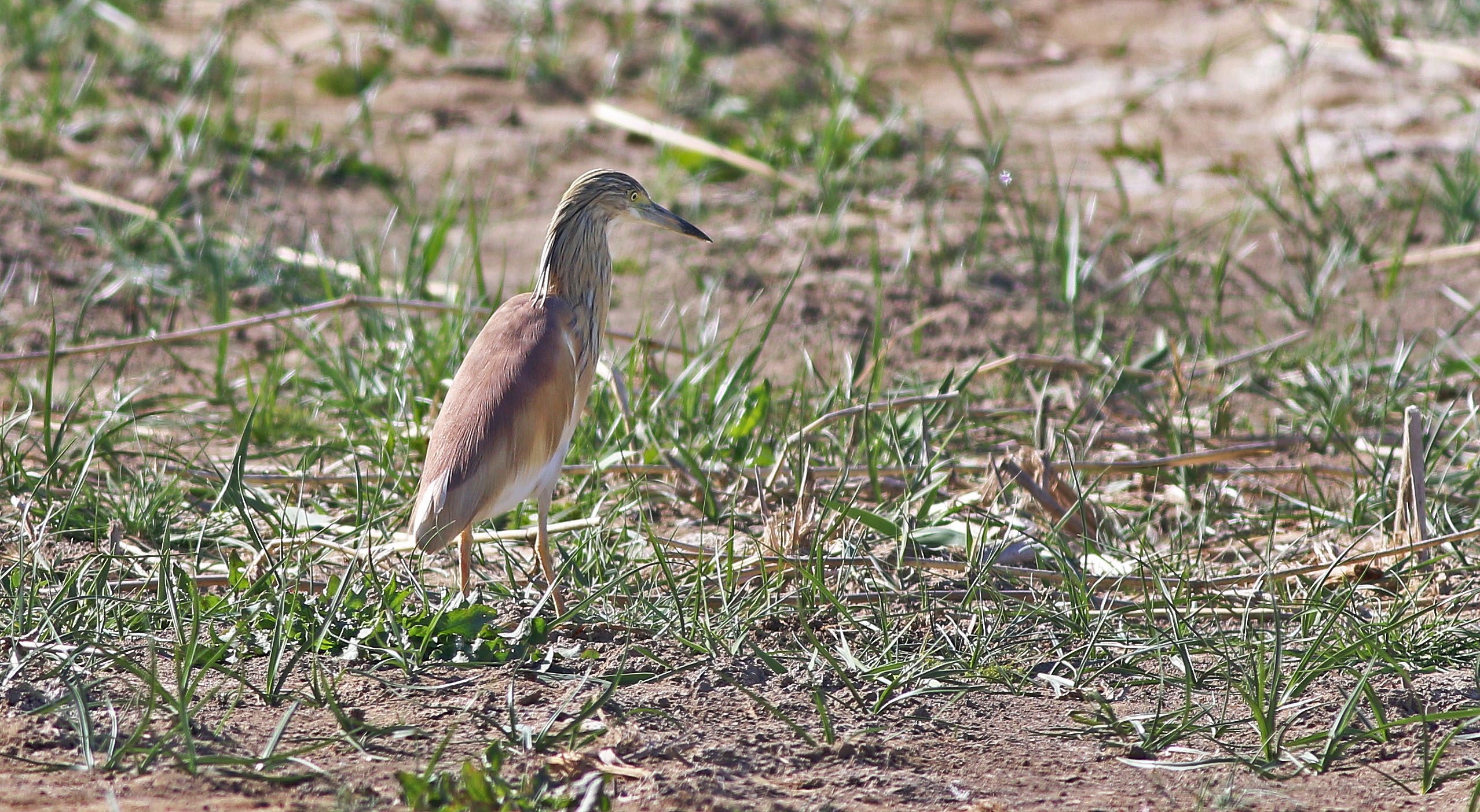 Squacco Heron
