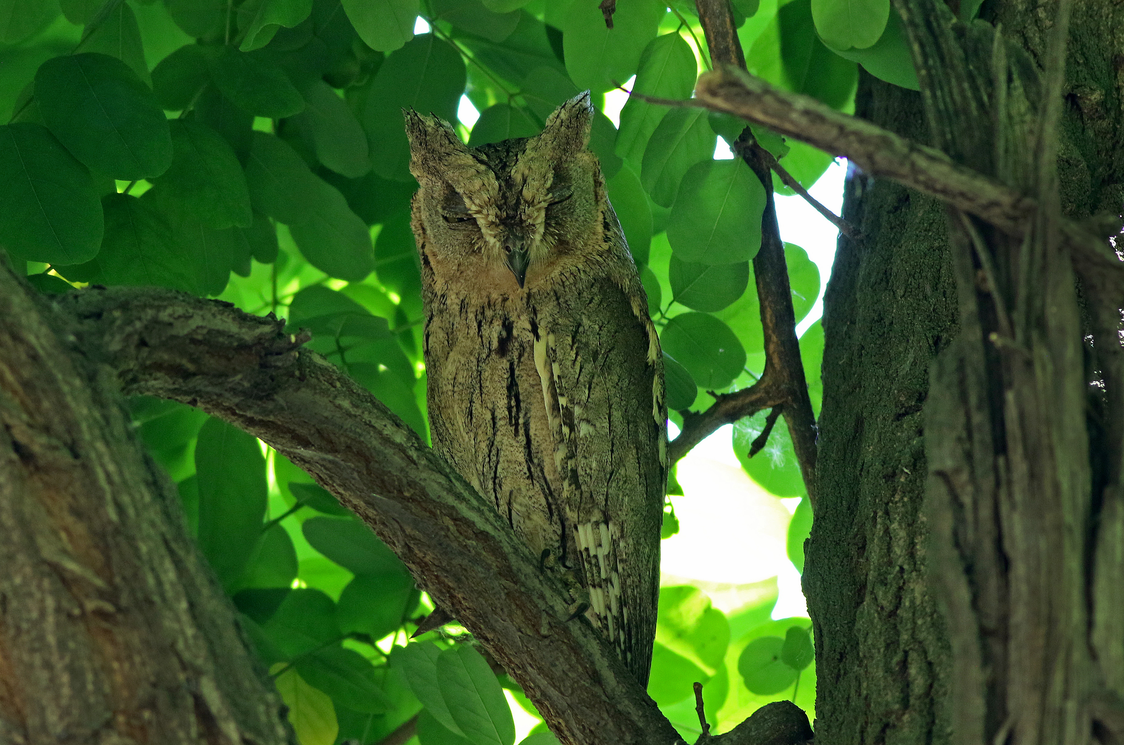 Pallid Scops-Owl