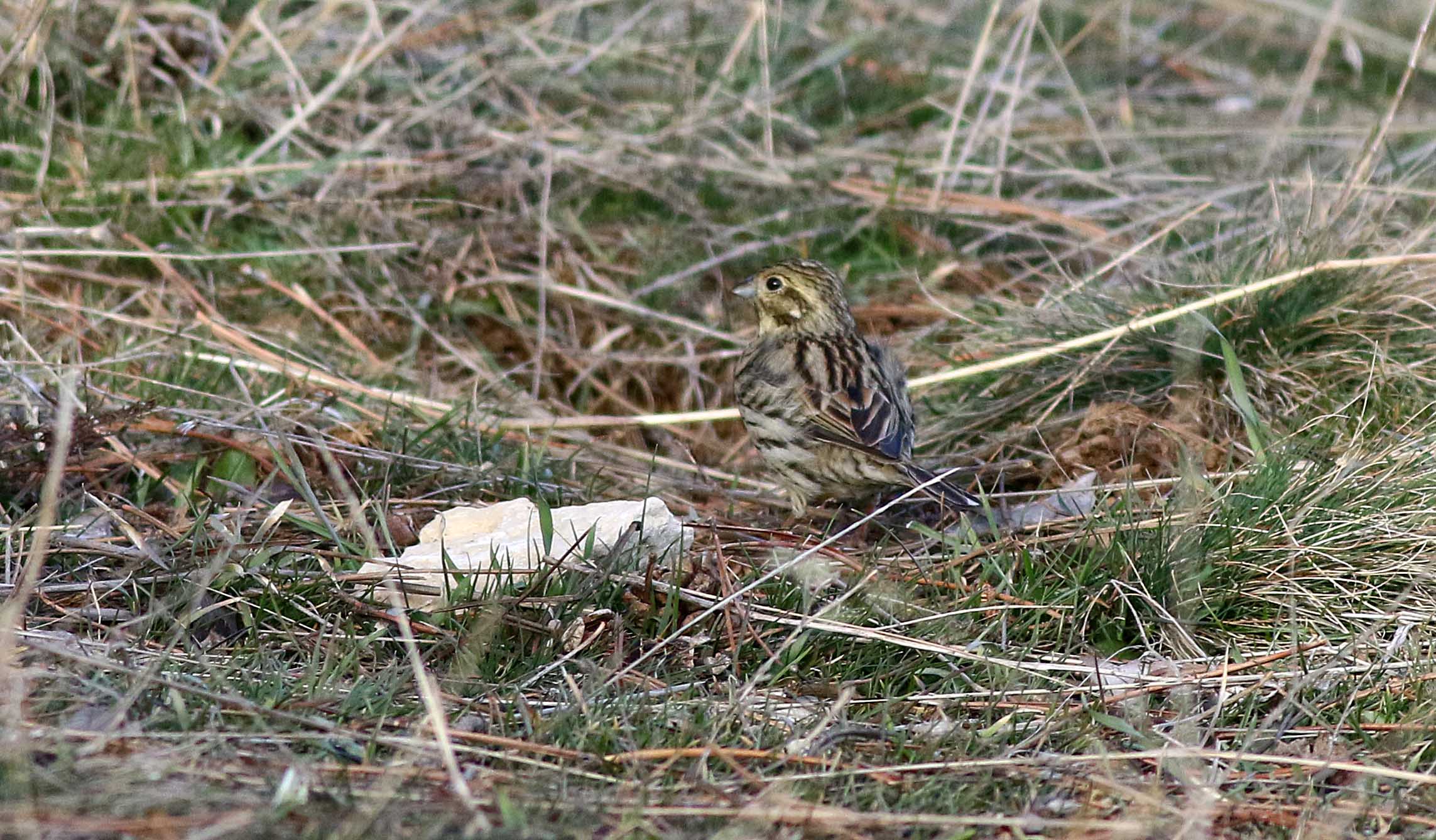 Cirl Bunting