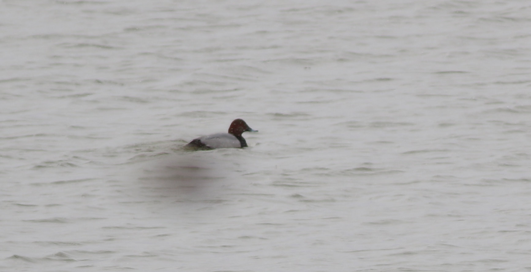 Eurasian Wigeon