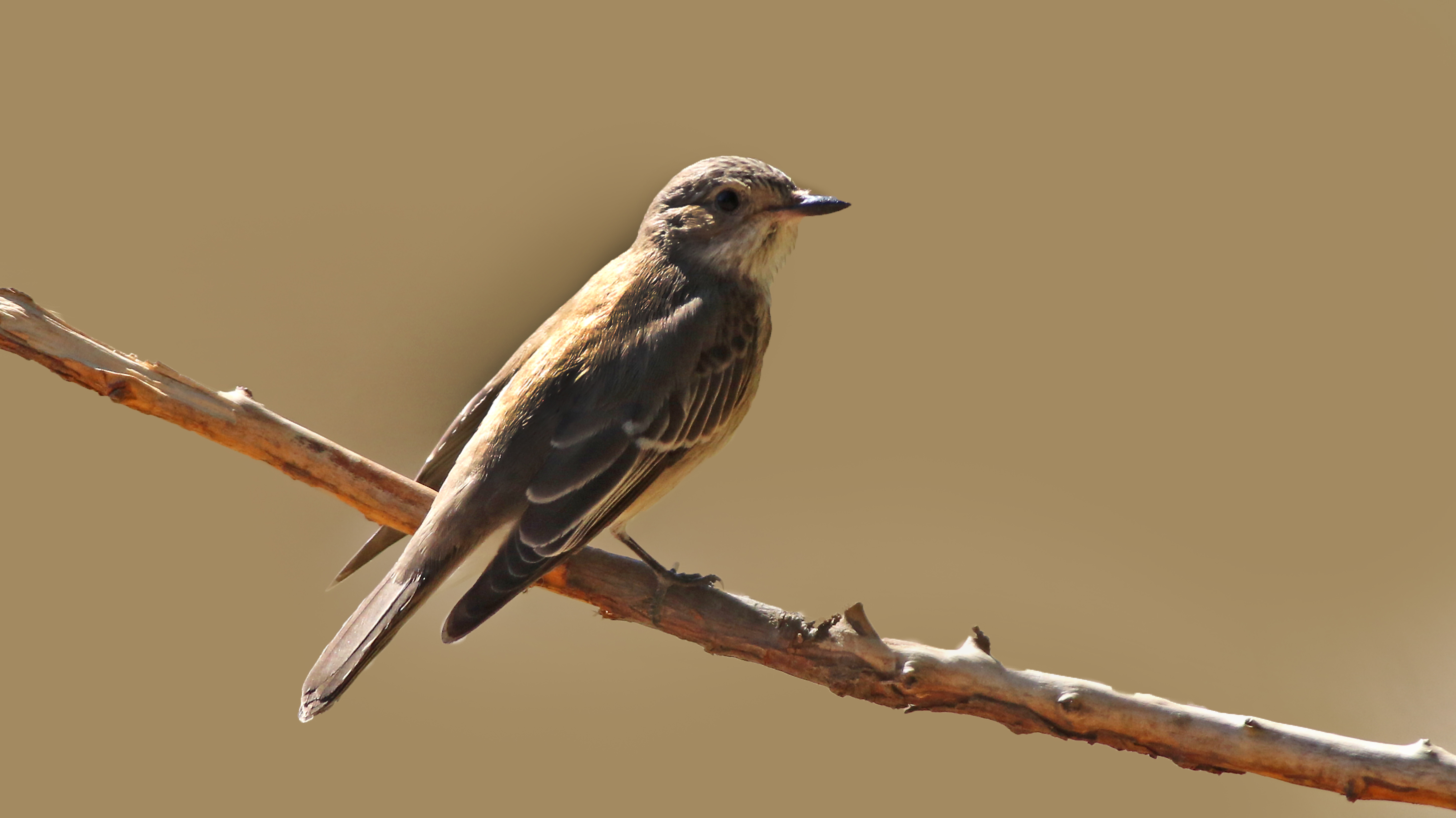 Spotted Flycatcher