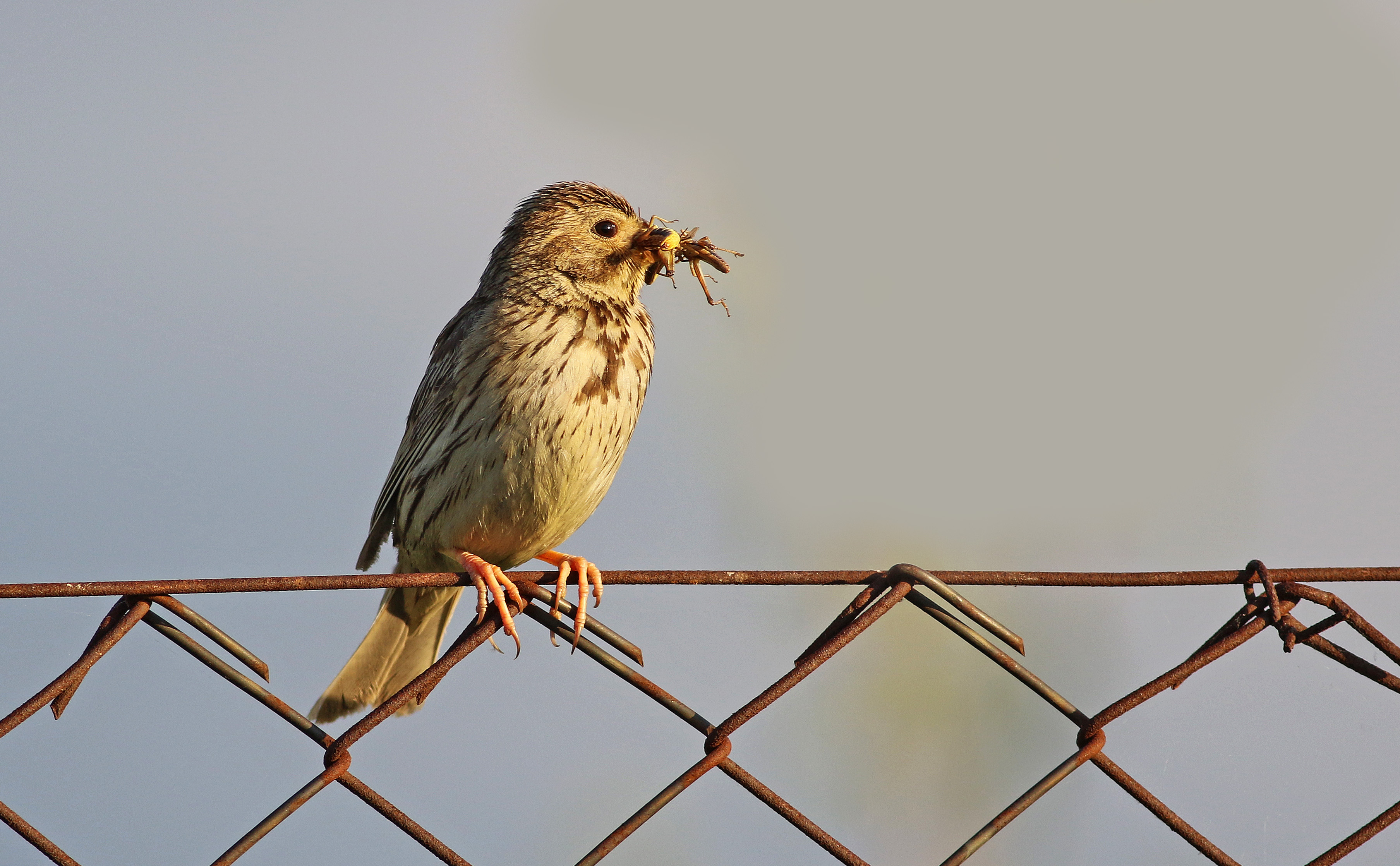 Corn Bunting