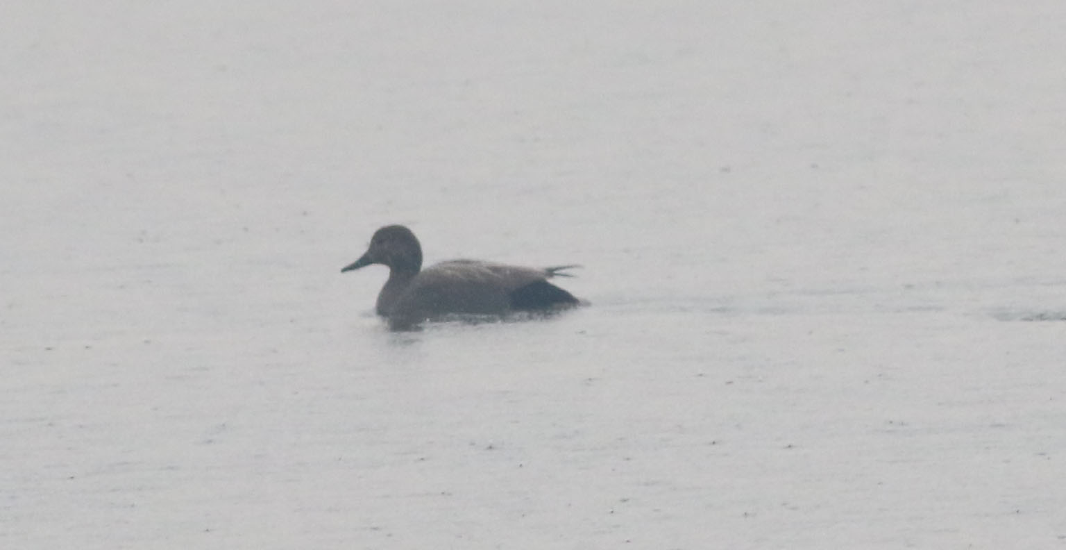 Garganey — Ana fotoğraf