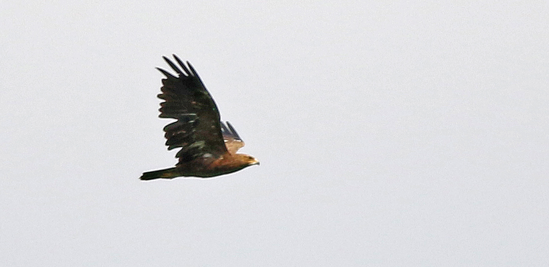 Lesser Spotted Eagle
