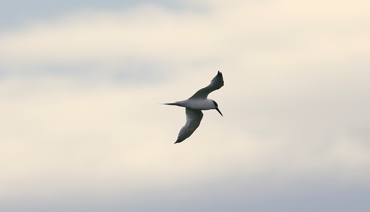 Sandwich Tern