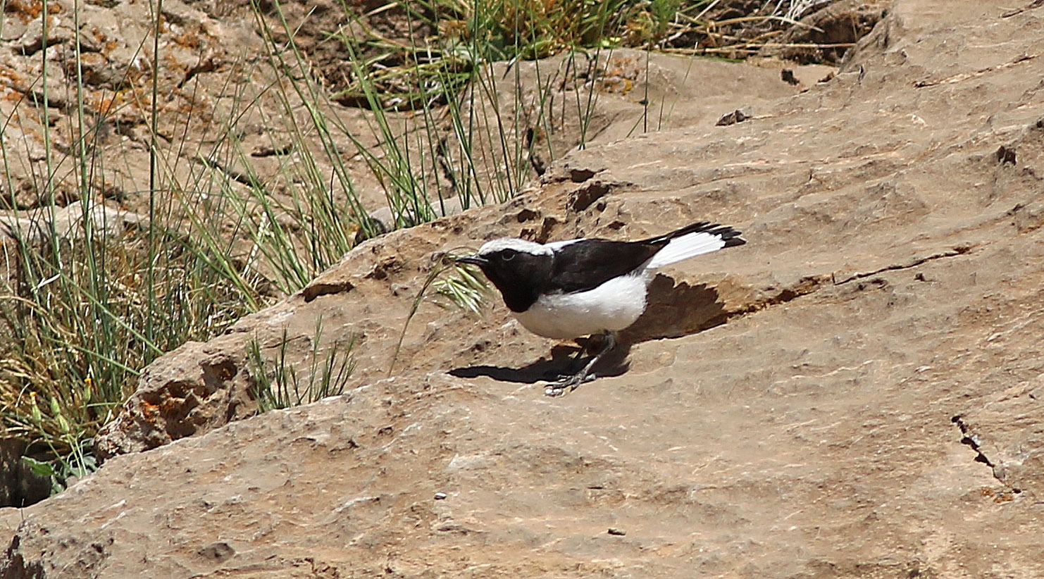 Finsch's Wheatear