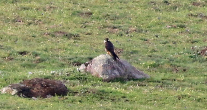 Eurasian Hobby