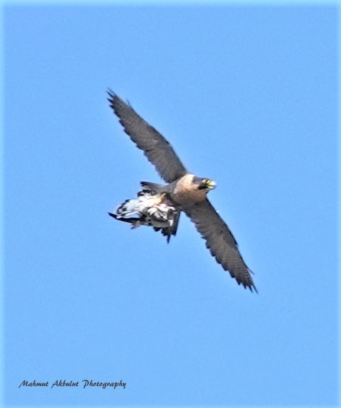 Peregrine Falcon