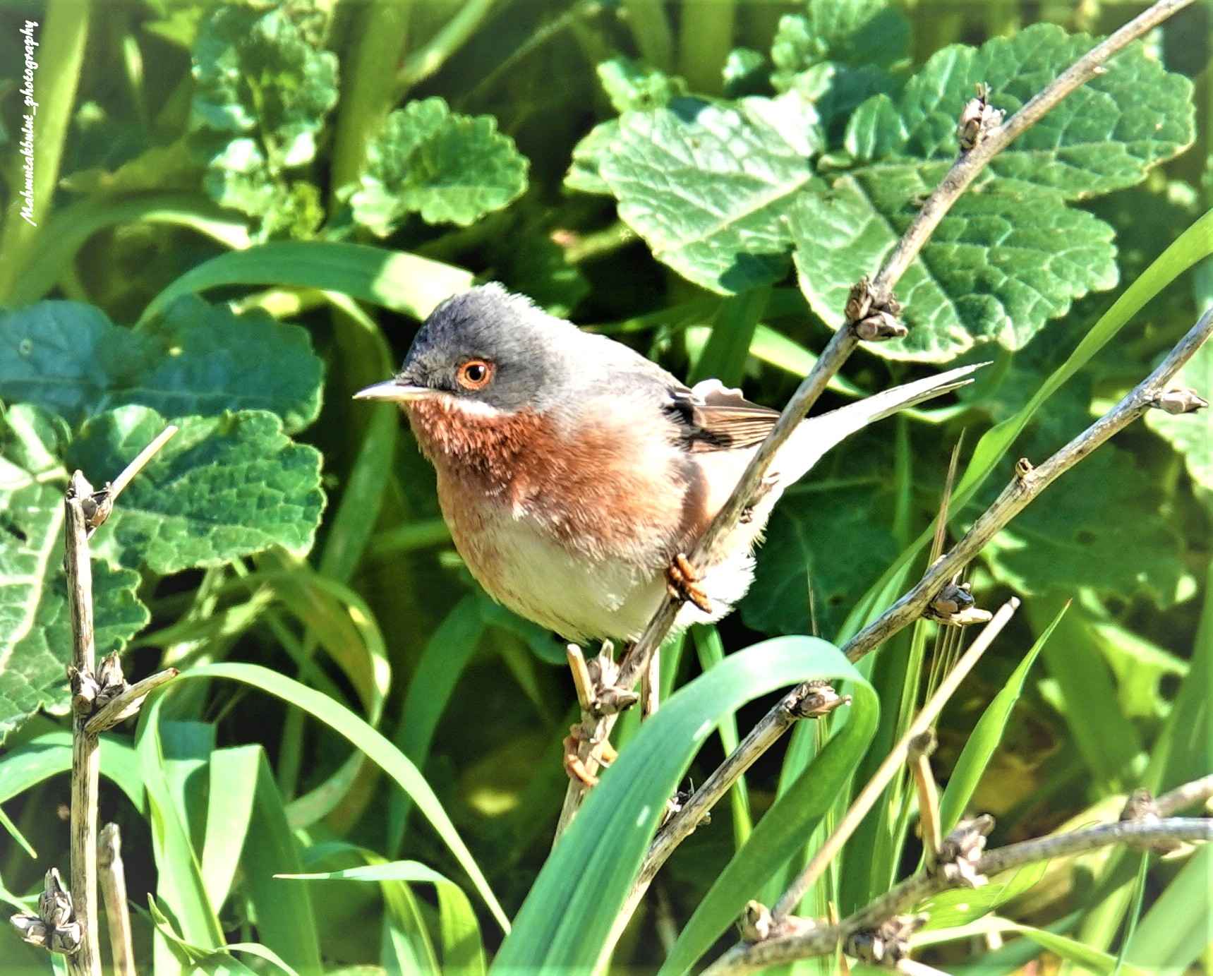 Subalpine Warbler