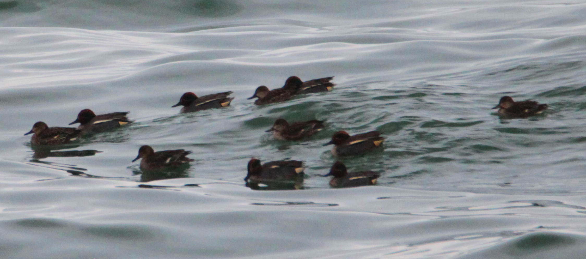 Green-winged Teal
