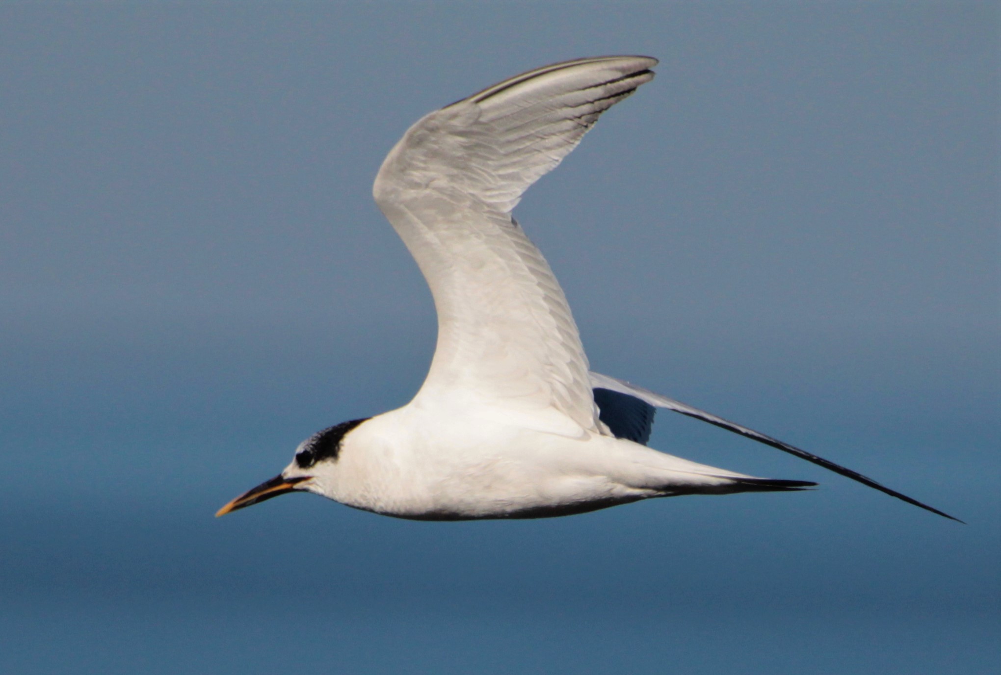 Sandwich Tern