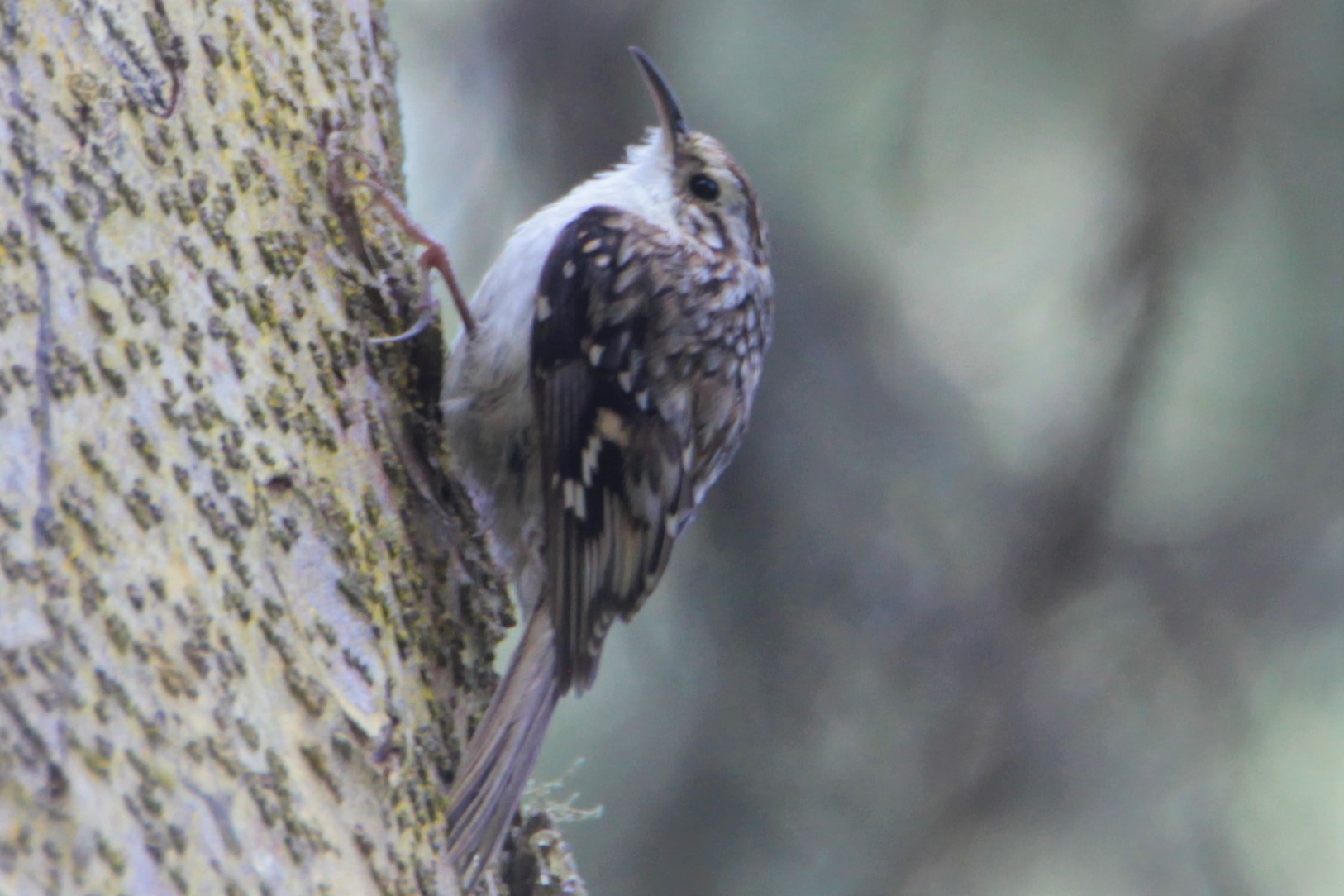Eurasian Treecreeper — Ana fotoğraf