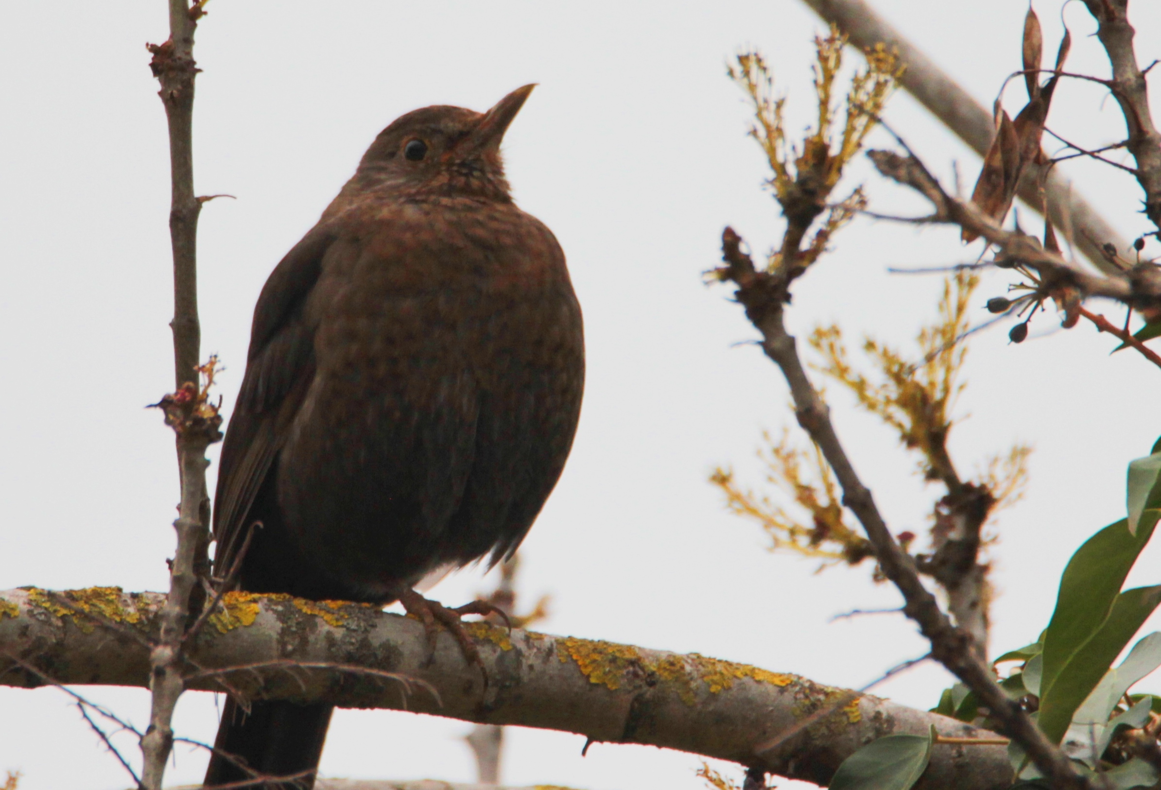 Eurasian Blackbird