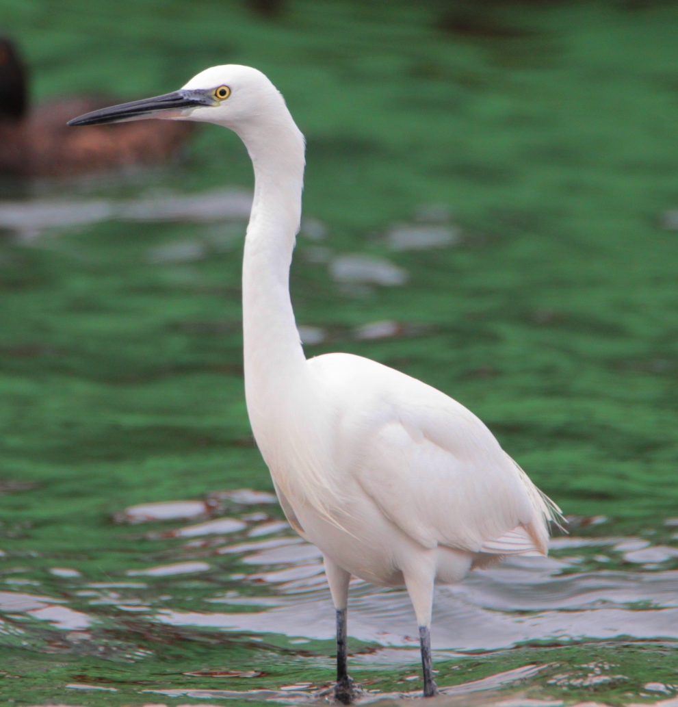Little Egret — Ana fotoğraf