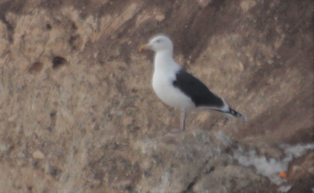 Great Black-backed Gull