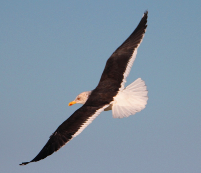 Lesser Black-backed Gull