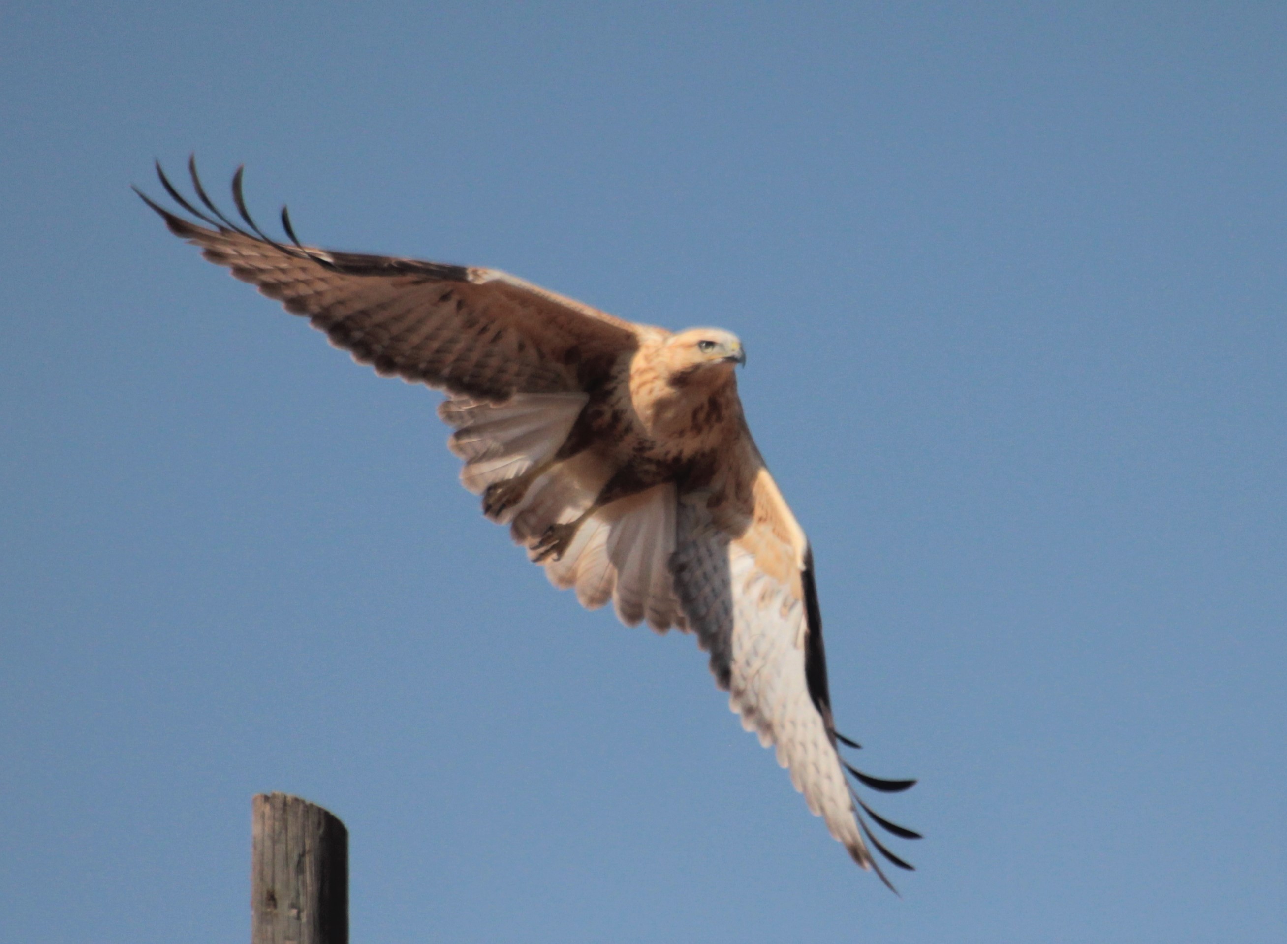 Long-legged Buzzard