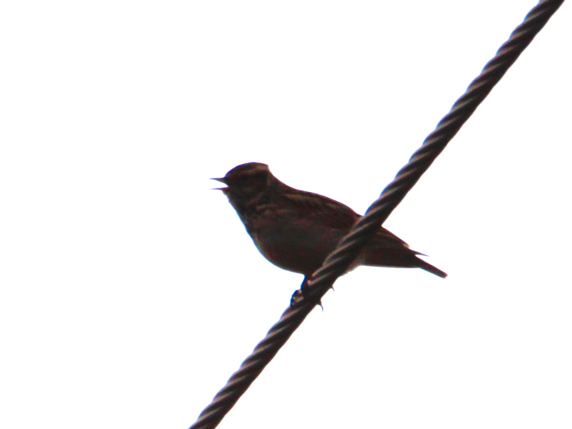 Wood Lark