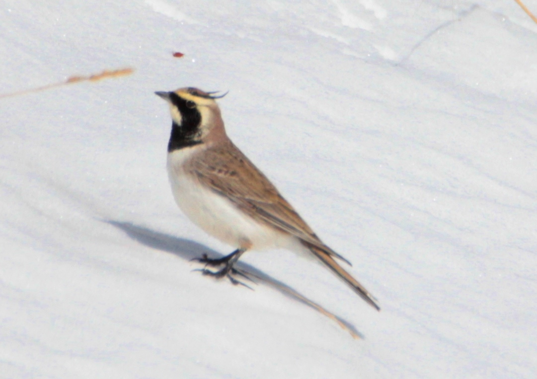 Horned Lark