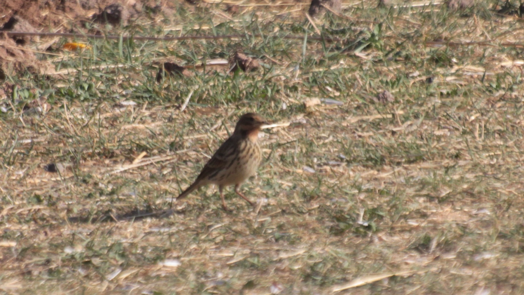 Red-throated Pipit