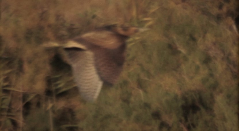 Great Bittern
