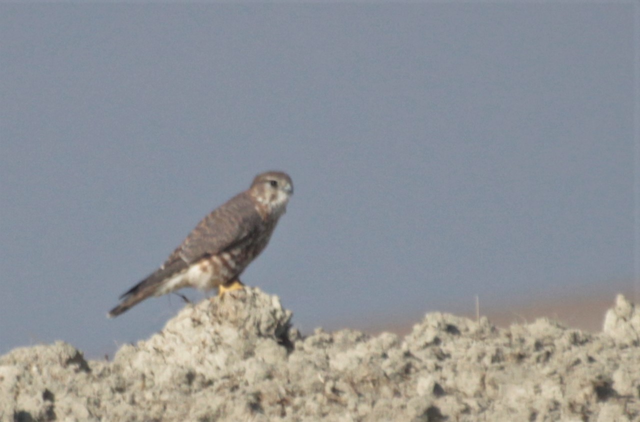 Merlin