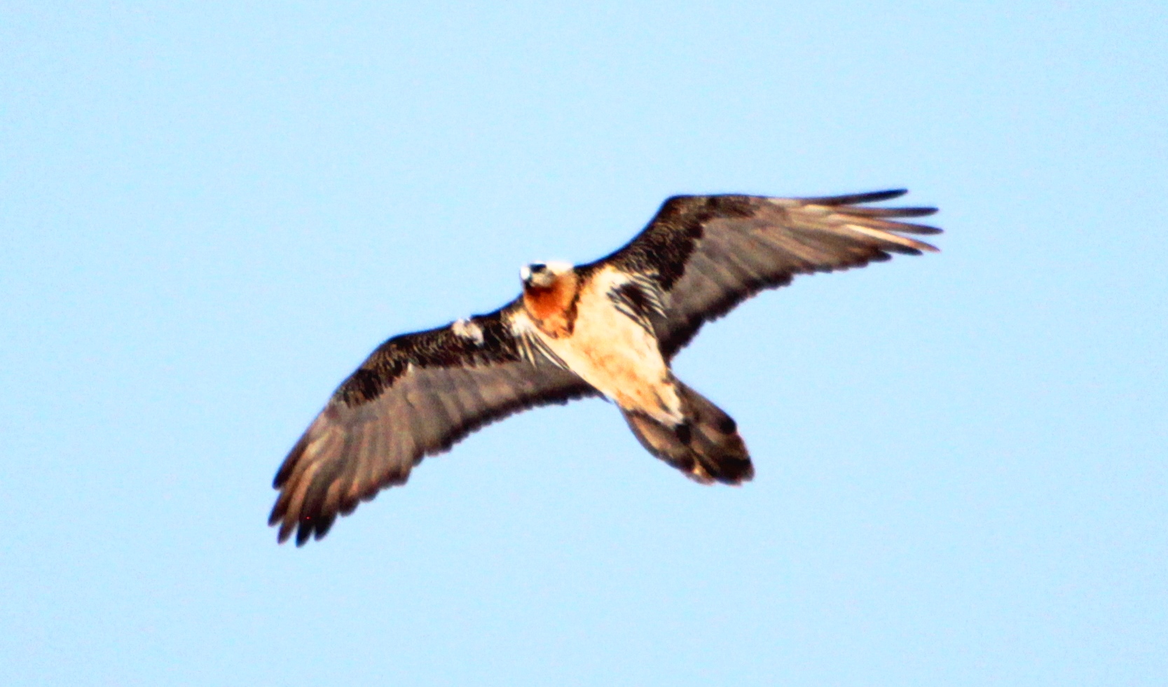 Bearded Vulture