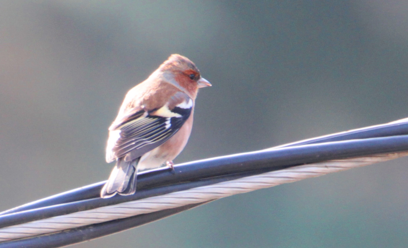 Common Chaffinch