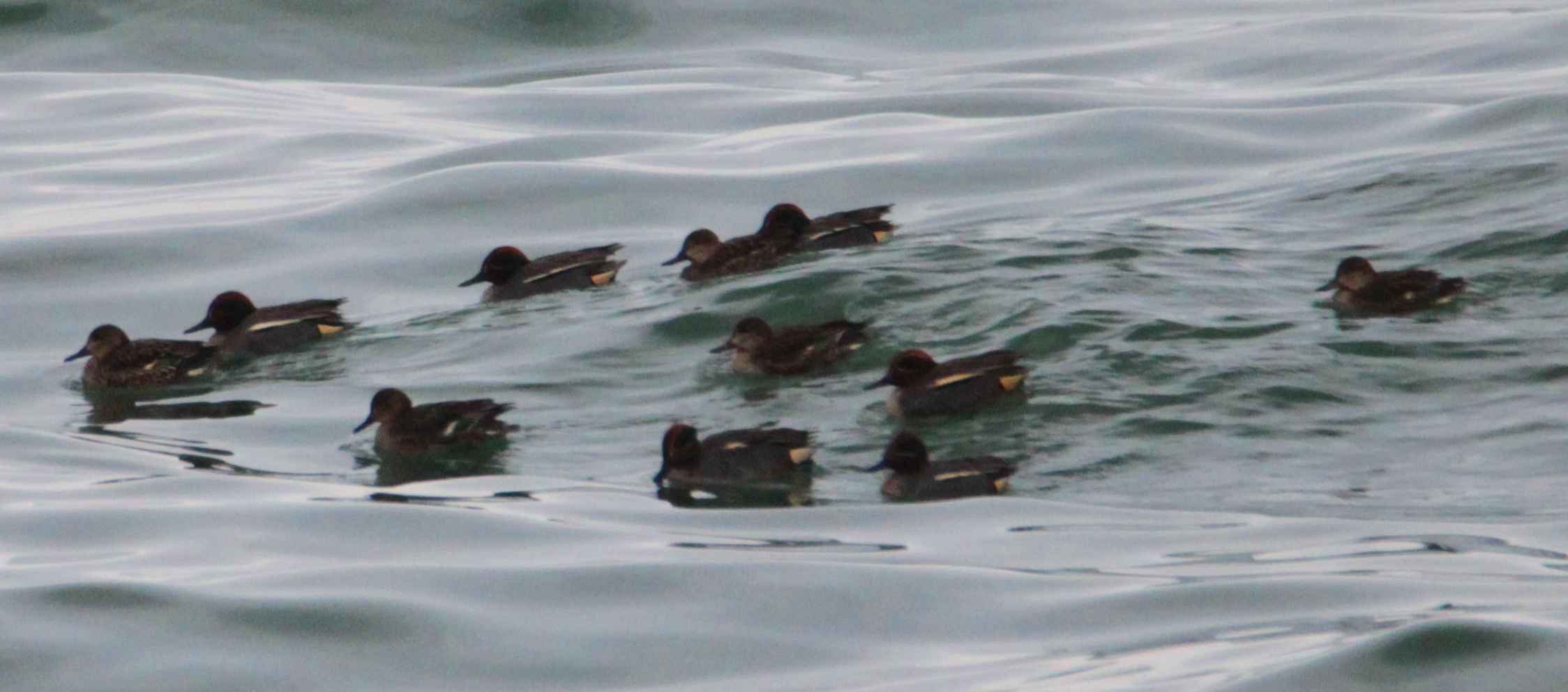 Green-winged Teal