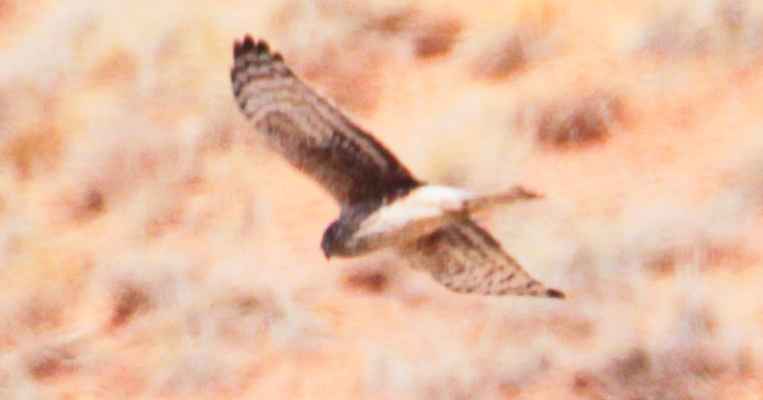 Hen Harrier
