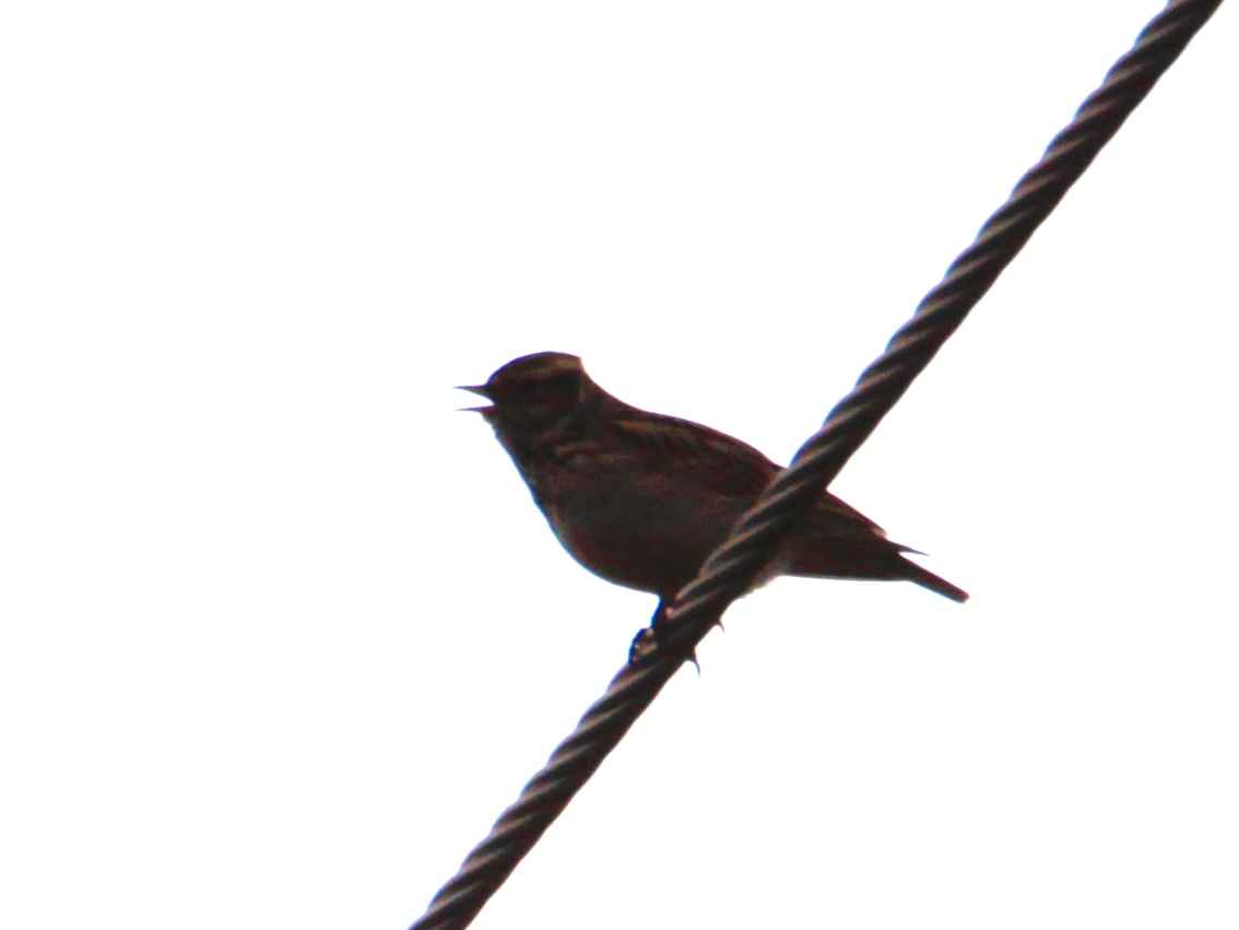 Wood Lark