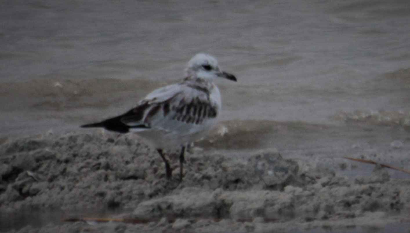 Mediterranean Gull
