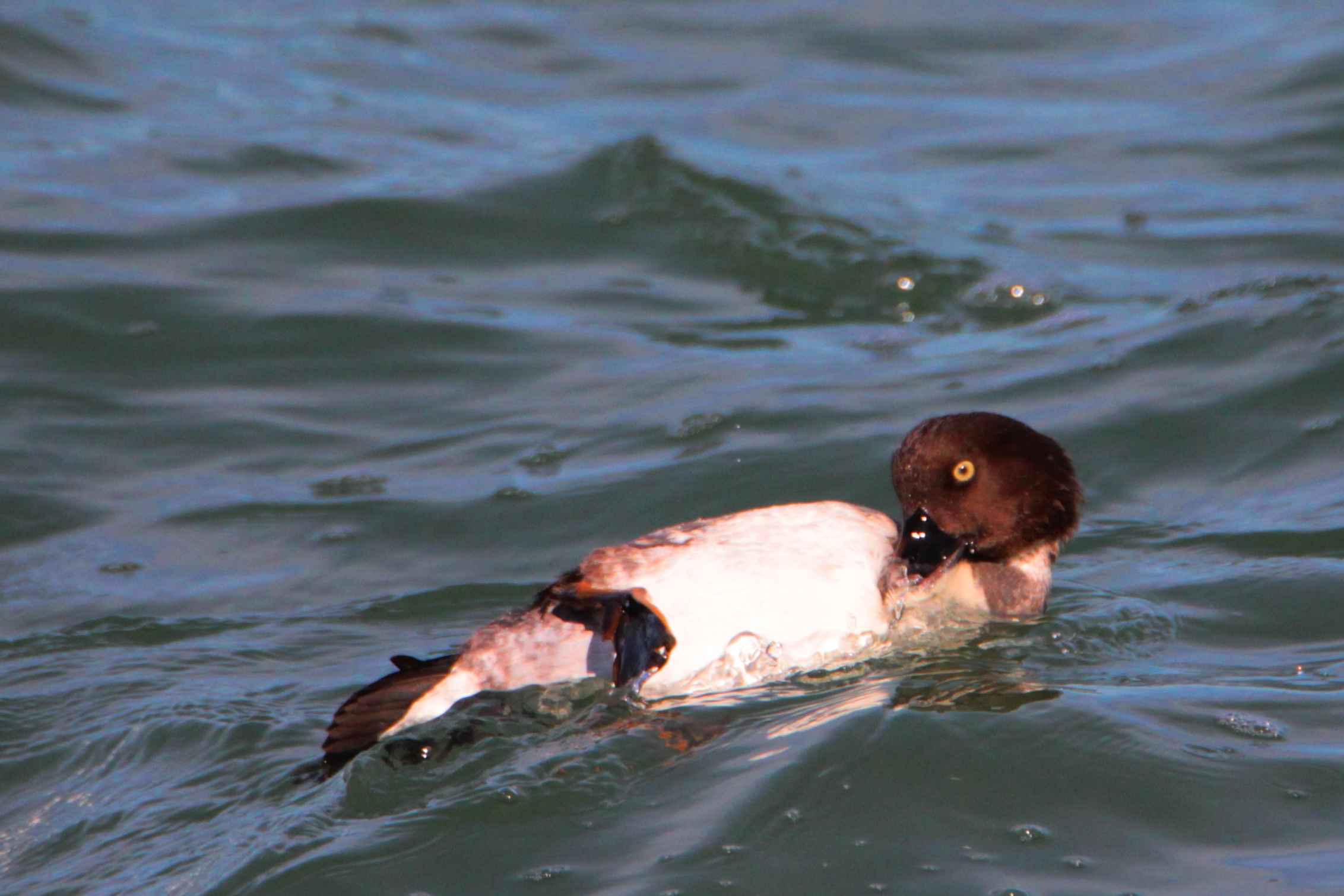 Common Goldeneye
