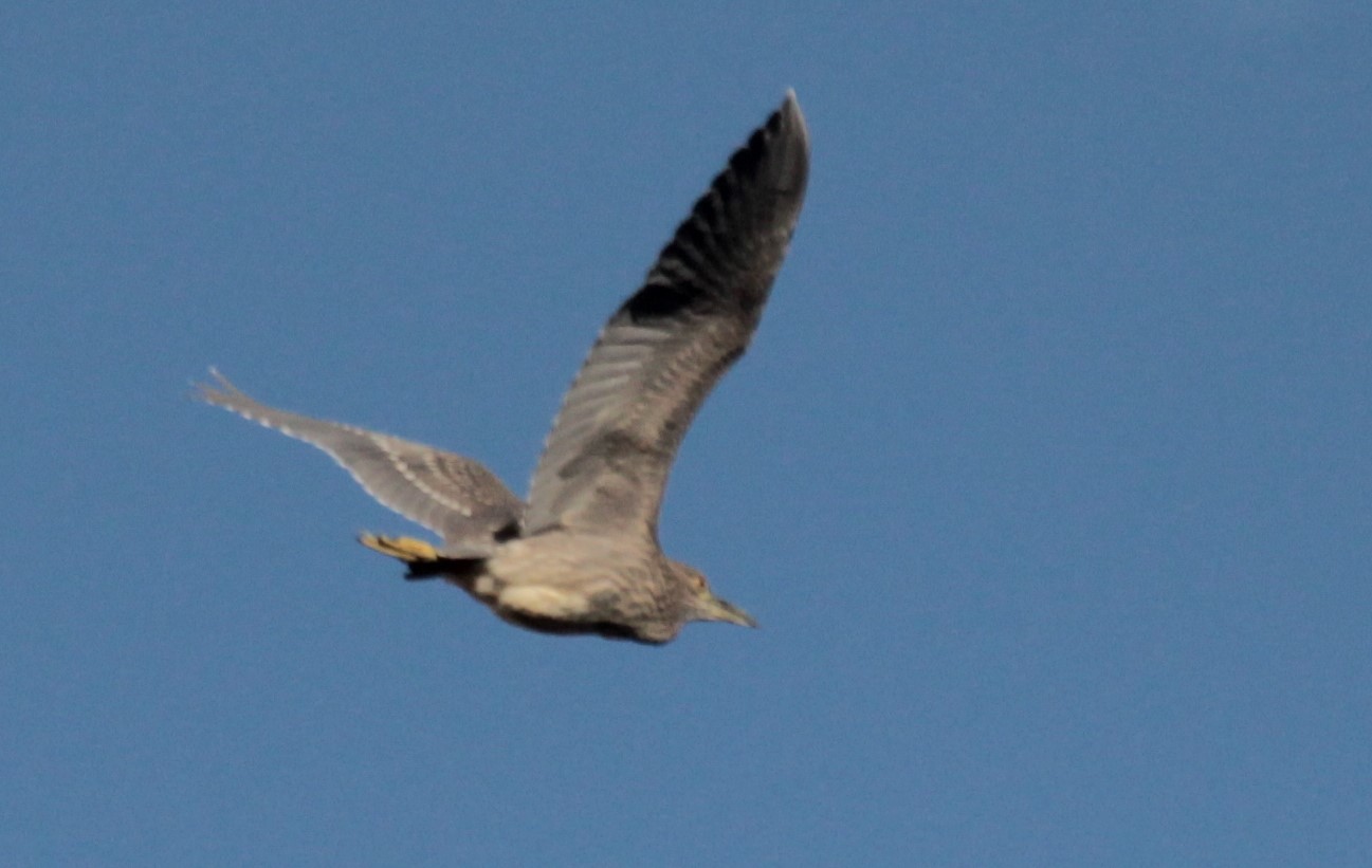 Black-crowned Night-Heron