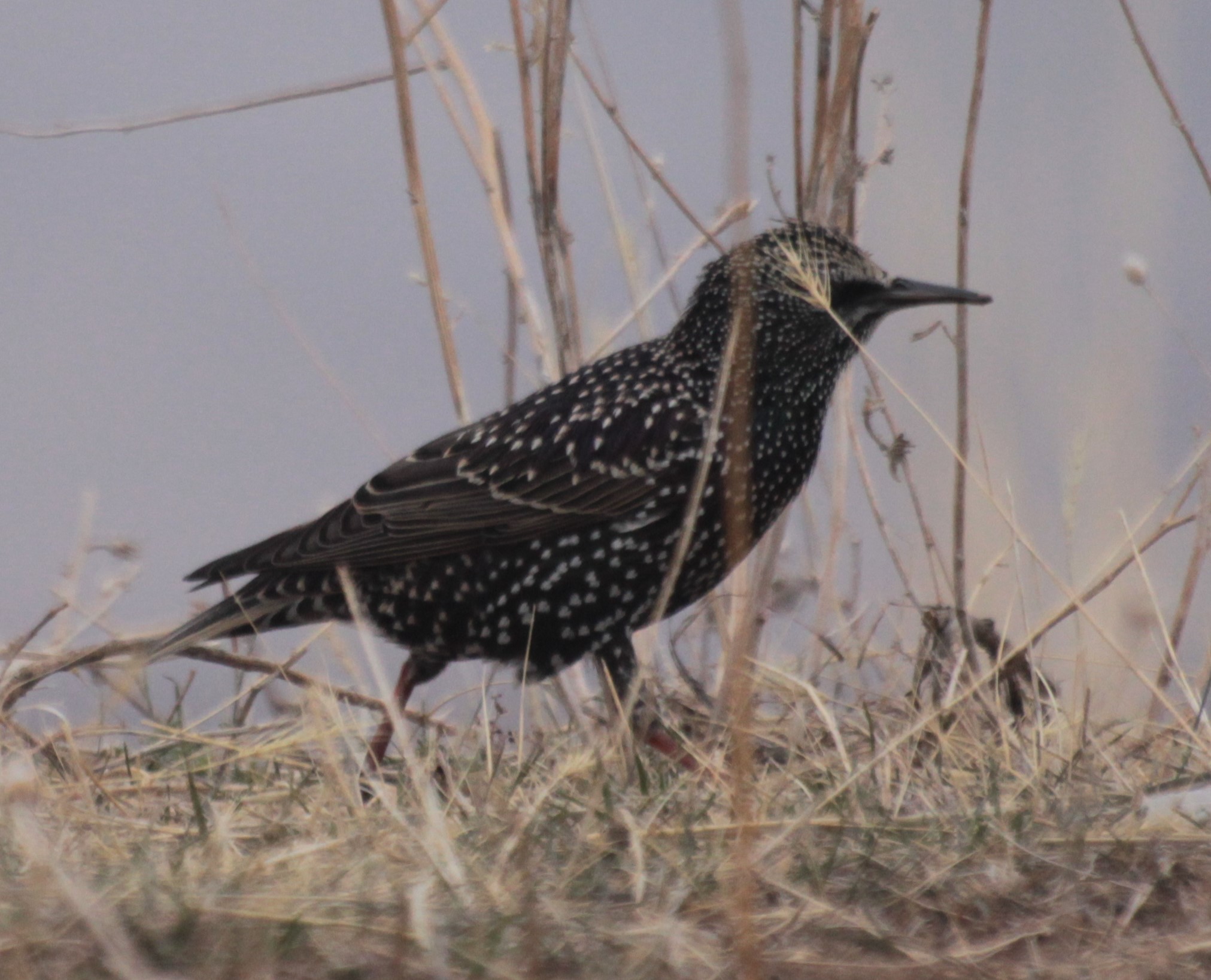 European Starling
