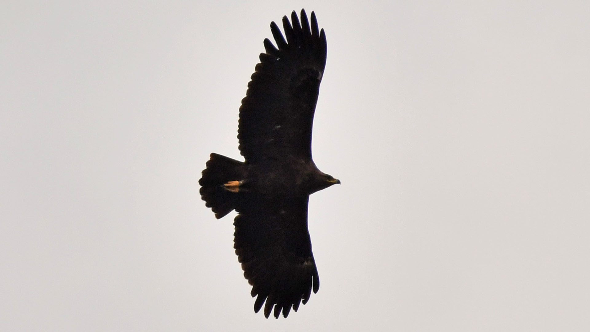 Greater Spotted Eagle