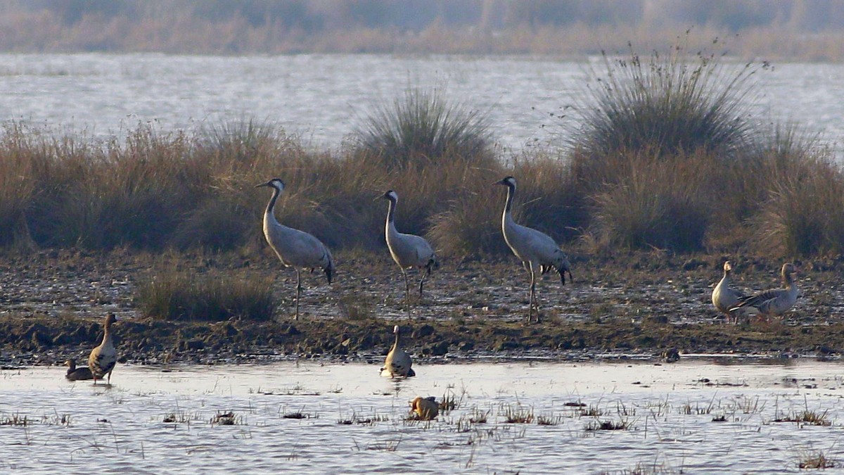 Common Crane