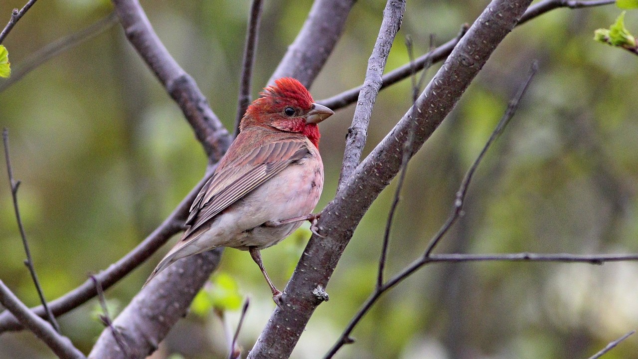 Common Rosefinch