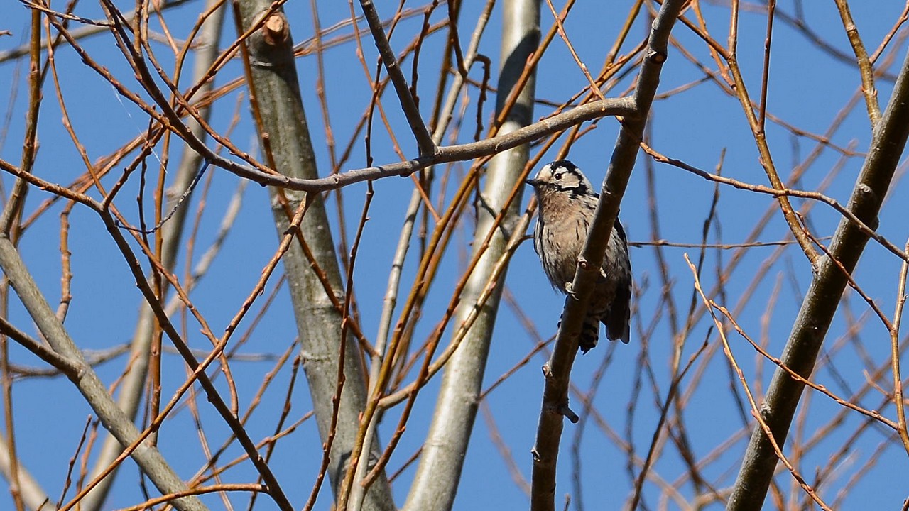 Lesser Spotted Woodpecker
