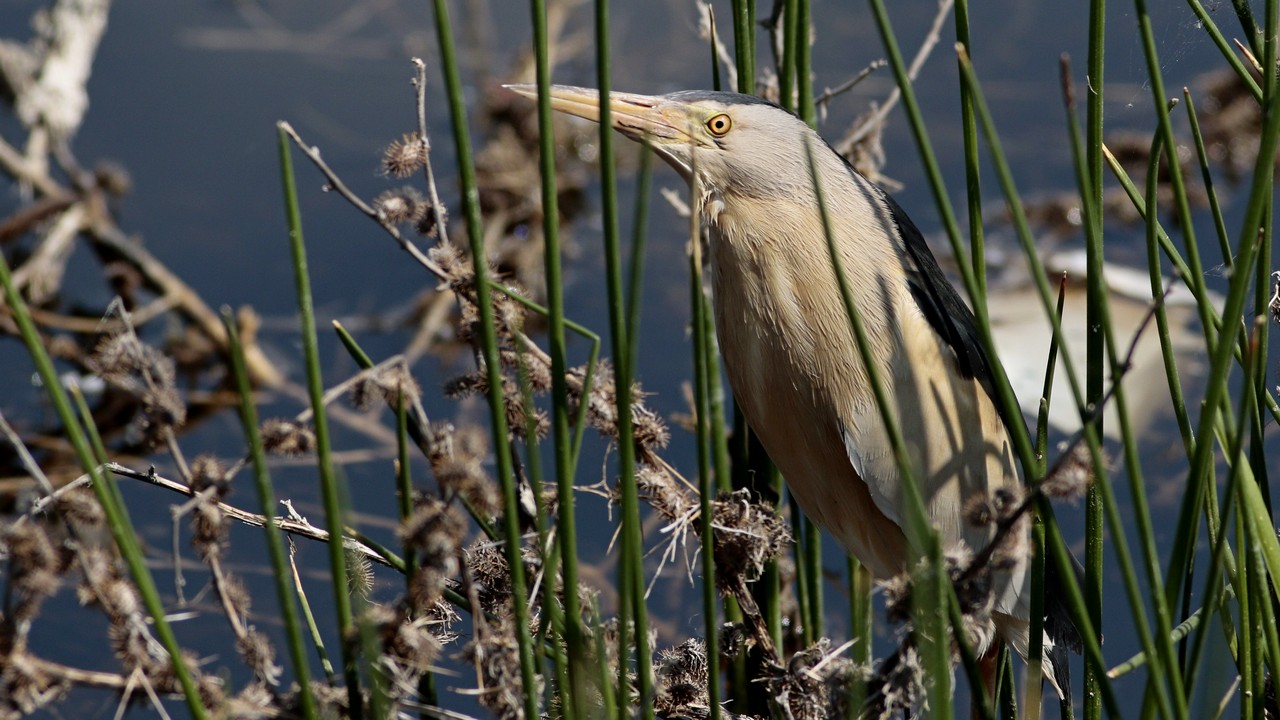 Little Bittern — Ana fotoğraf