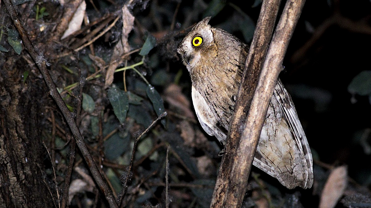 Pallid Scops-Owl