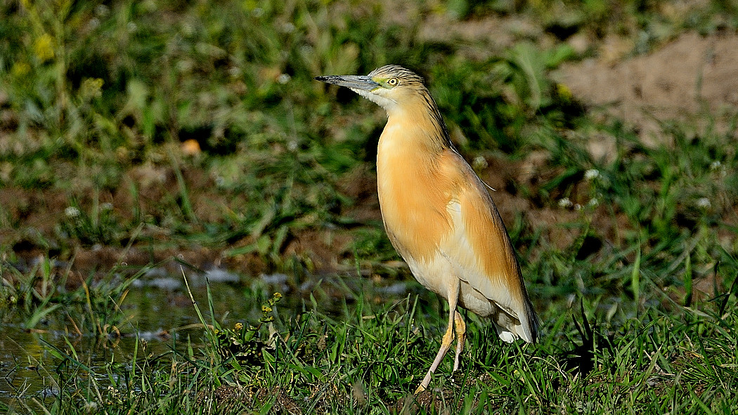 Squacco Heron