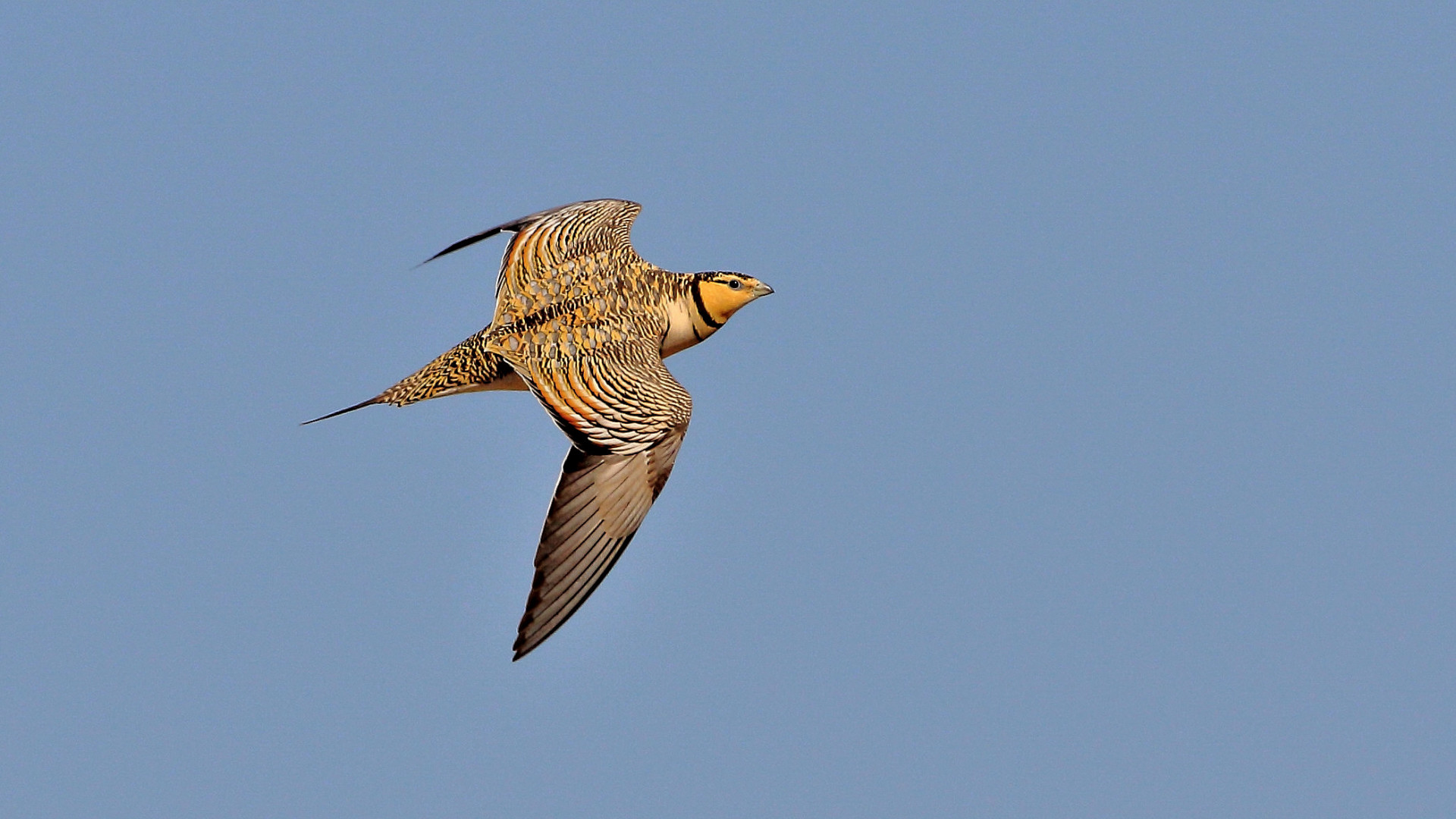 Pin-tailed Sandgrouse