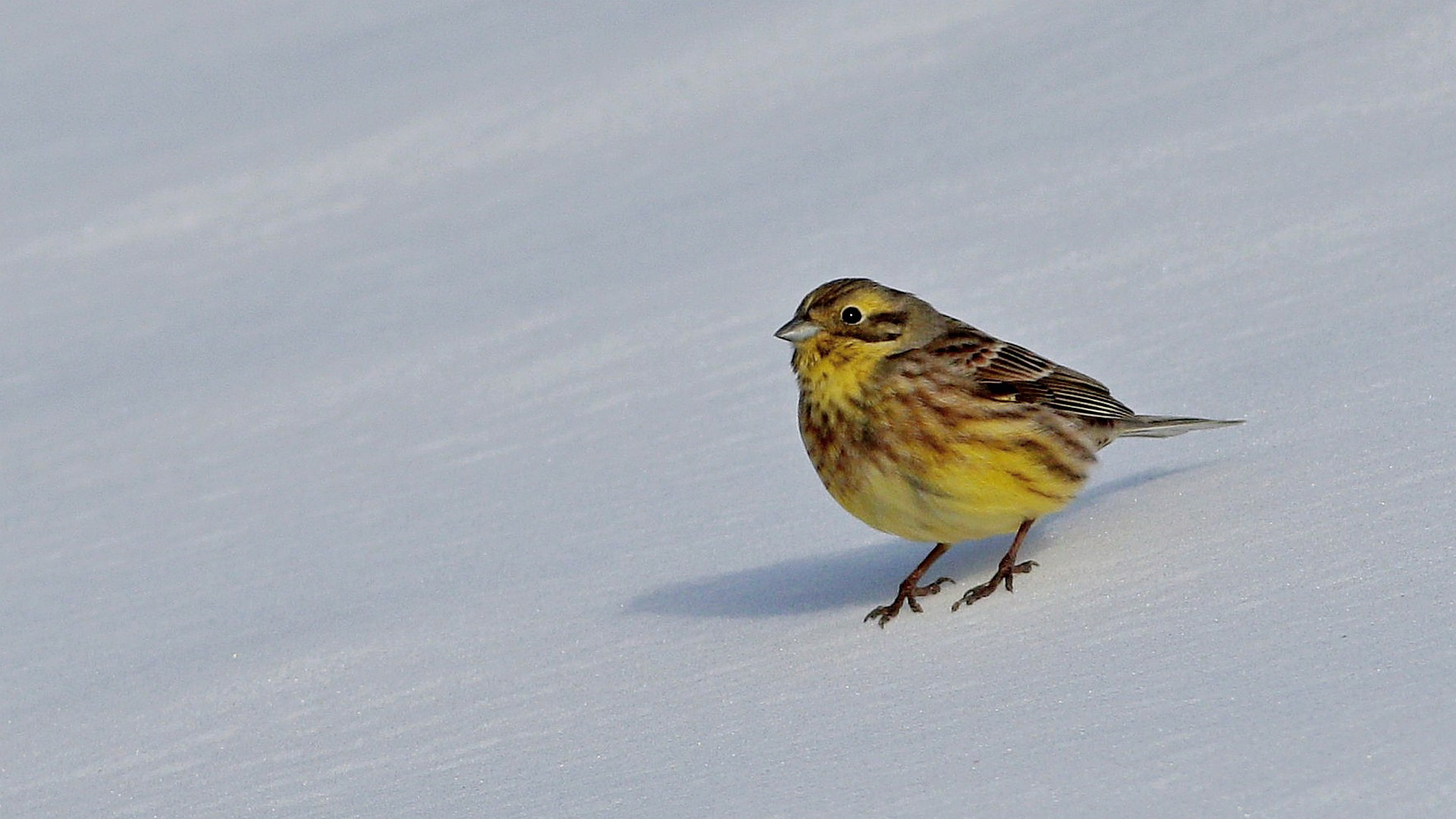 Yellowhammer